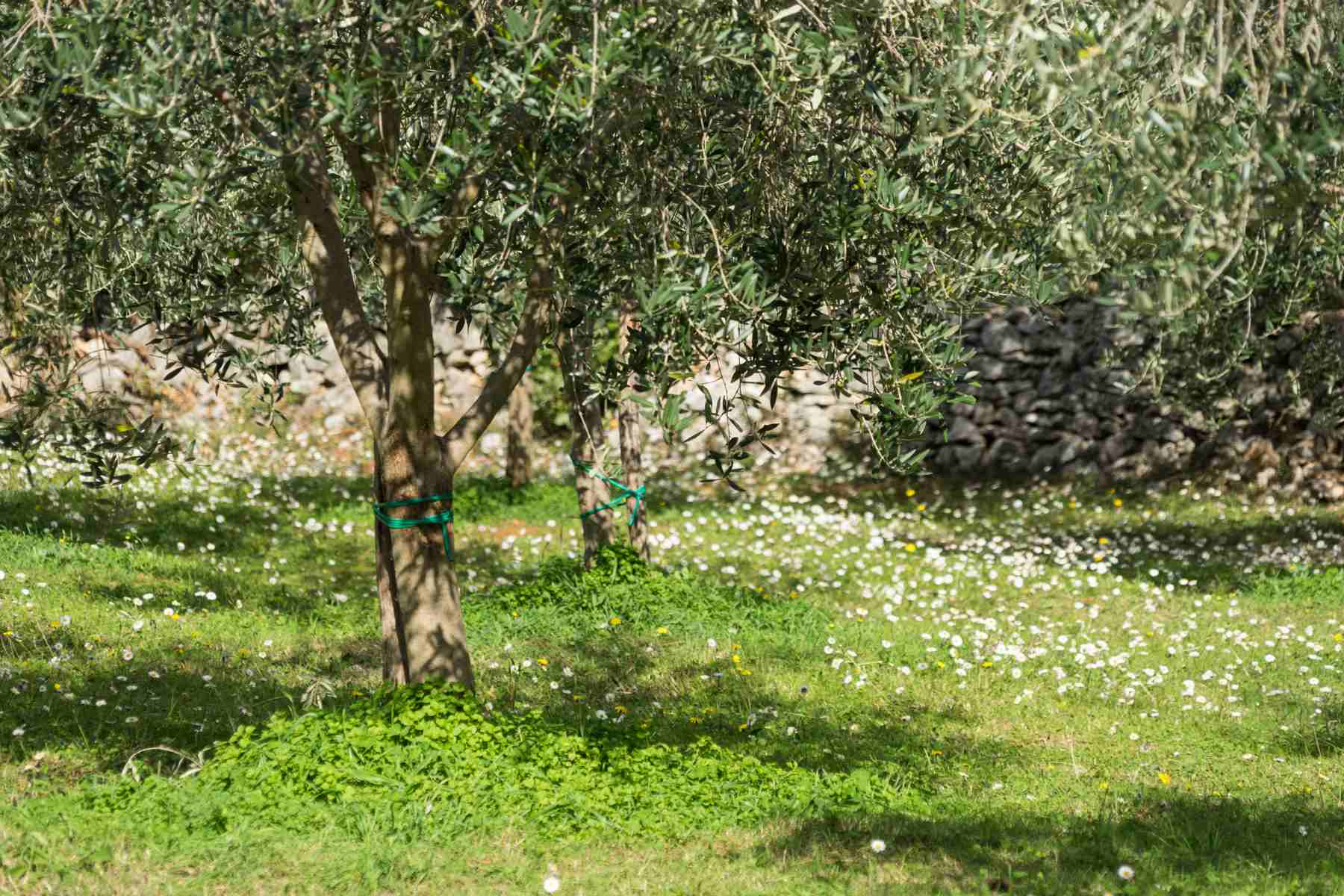 Eine Blumenwiese auf einem Olivenbaumfeld